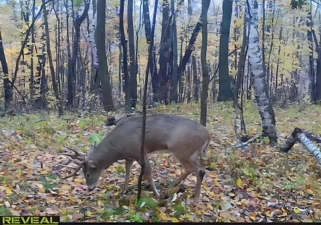 A deer is standing in the woods with its head down.